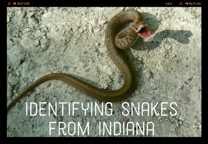 A midland brown snake, one of Indiana's most common snake varieties. Only six inches long, this snake was feeling fierce in spite of its size.