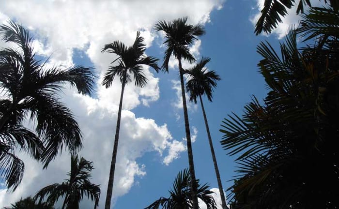 about-palm-trees