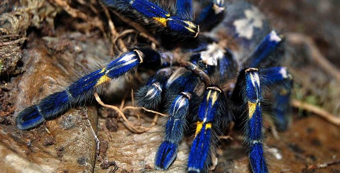 Poecilotheria metallica, gemein: Gooty Sapphire Ornamental