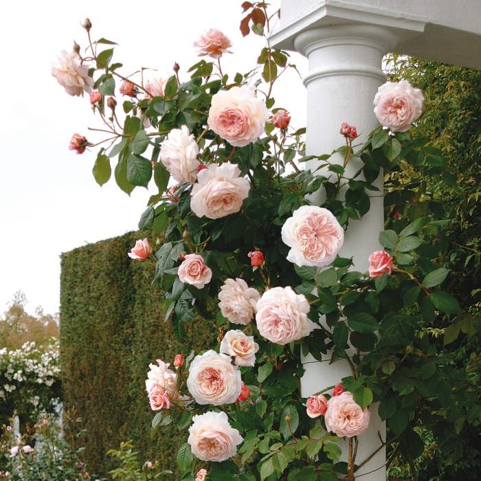 A Shropshire Lad. Named by the grower, David Austen, himself fom Shropshire, in honour of A.E.Housman's cycle of poems