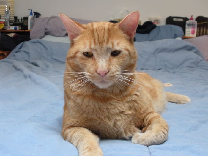 Cats are wonderful companions, but you must learn about their habits and needs and be willing to live with them on their terms