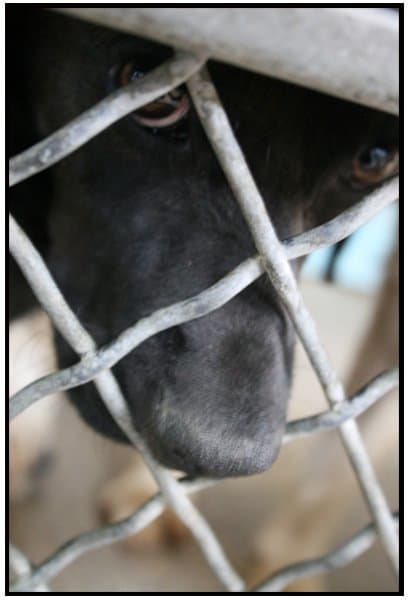 Shelter dogs sometimes have behavioral issues, but they can be helped with love.
