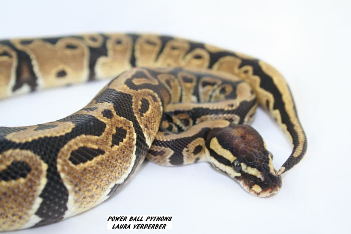 This is my male josie ball python, a morph that is very rare and makes great combinations with other types of morphs. I'm very proud that my photo ended up on an international website to be used as a reference.
