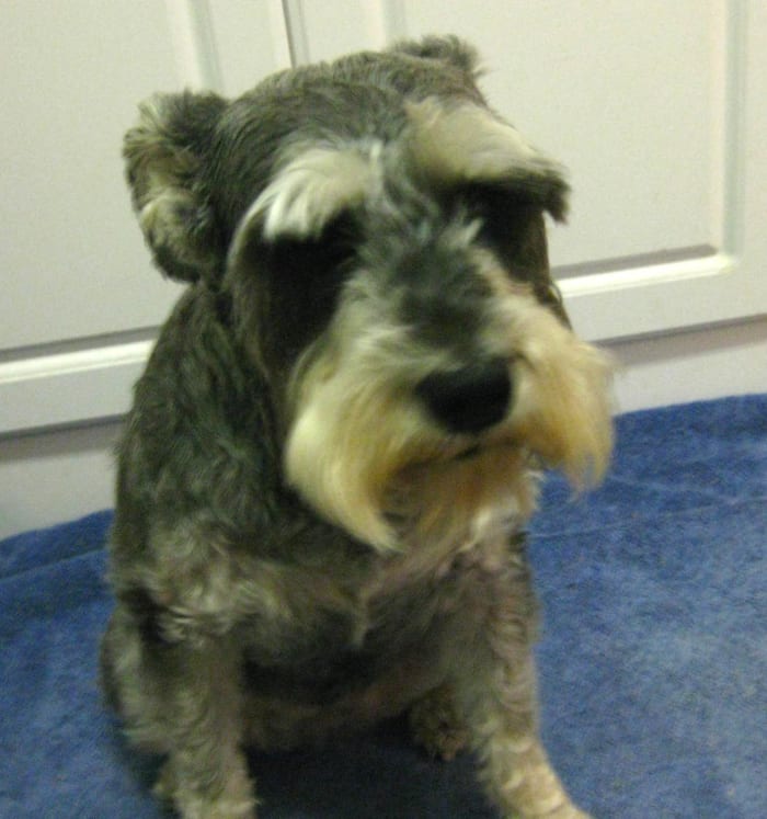Here's my girl with her short summer haircut, but she still has that distinctive schnauzer look.