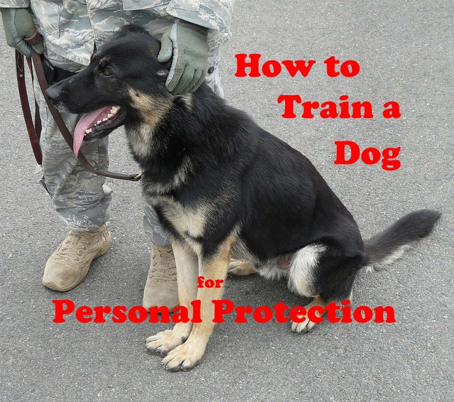 how-to-train-a-dog-for-personal-protection-pethelpful-by-fellow