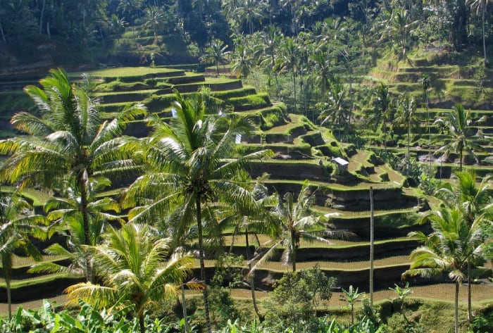 This marvelous scenery shows some rice fields in traditional Bali, Indonesia