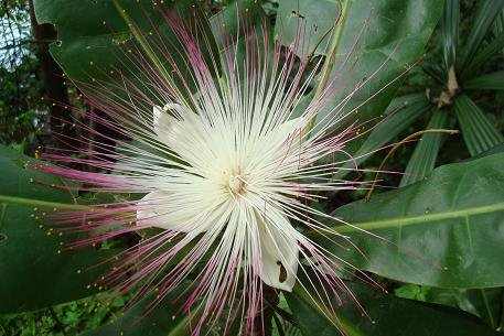 The beautiful blossom of Barringtonia asiatica attracts nocturnal pollinators like bats and moths.