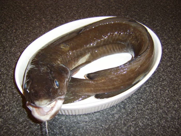 Ling may not be the most attractive fish in the sea but - as a member of the cod family - it can be made to be absolutely delicious!