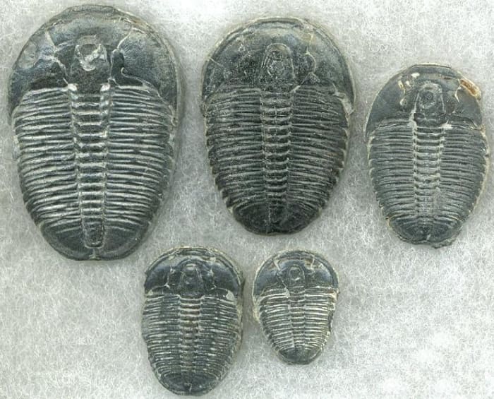 Trilobites were very successful arthropods that looked very similar to modern woodlice, but in came a wide variety of shapes and sizes.