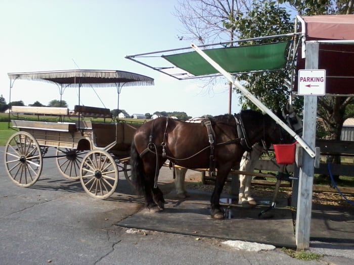 Buggy rides are a fun and unique way to see the country side in Lancaster county - and to have a chance to interact with Amish people!