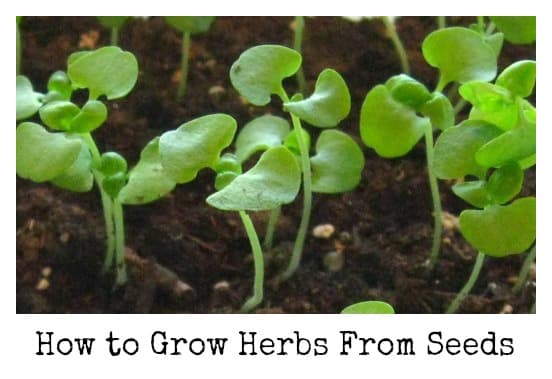 Herb seedlings can be purchased, but it is much more economical to start your own herb garden from seed, not to mention rewarding. Learn how to start herbs indoors.