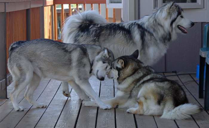 How much to pet sit for this "pack of wolves?" Gabby's trying to come up with a number. (Waiting patiently to come in as they are in and out all day long)
