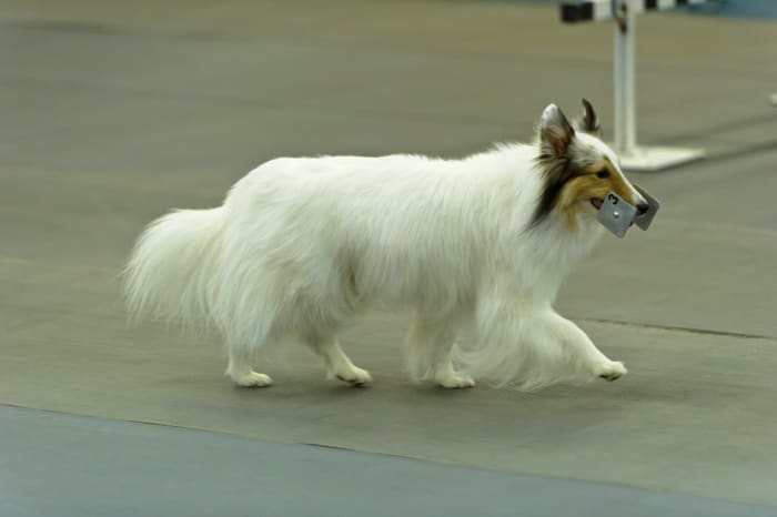 A white Shetland Sheepdog performing a scent discrimination exercise at a competition obedience trial.