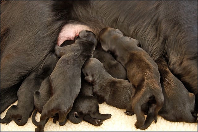 A successful breeding.
