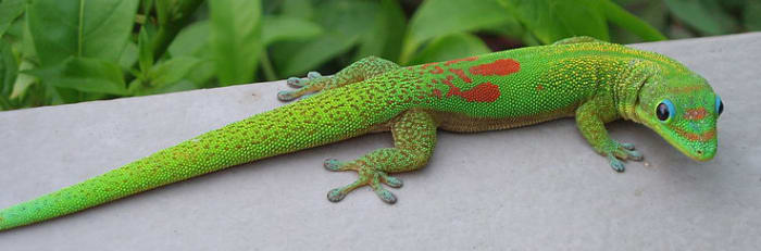Jour de la Poussière d'or Gecko