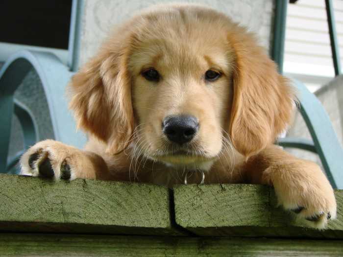 Do you think your dog may be experiencing symptoms of poisoning? Here's how to tell and what to do about it.