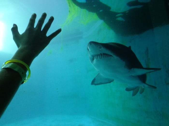 Kids ages 5-14 years old would enjoy getting up close with a shark at Pittsburgh Zoo and PPG Aquarium