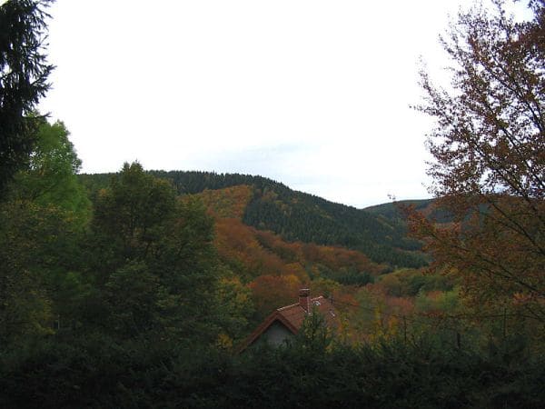 Widok na rodzaj terenu w lesie Huertgen.
