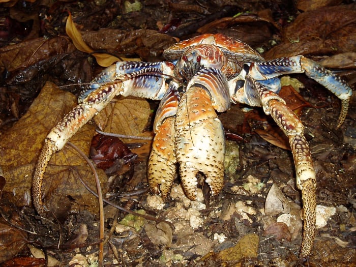 Not all blood is red. A robber crab has a molecule called hemocyanin in its blood. Hemocyanin is blue in its oxygenated form.