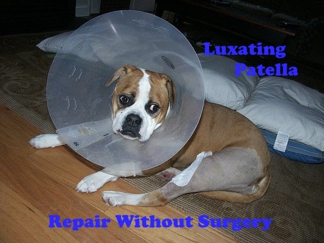 how-to-fix-a-luxating-patella-bad-knee-in-a-dog-without-surgery