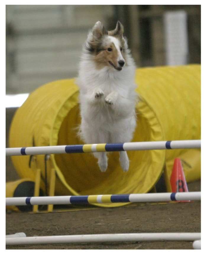 Color in dog sports serves the purpose of helping the dog safely navigate the sporting environment.