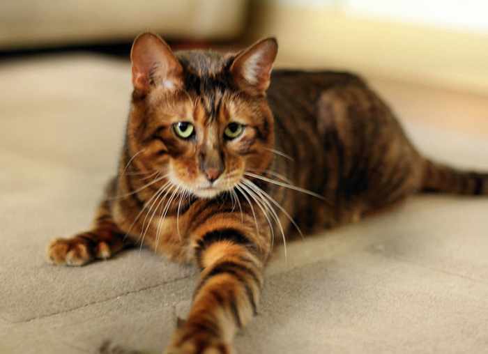 Toyger's don't have any wild Tiger genes. They are house cats bred from types of brown tabby cats with distinctive, tiger-like markings.