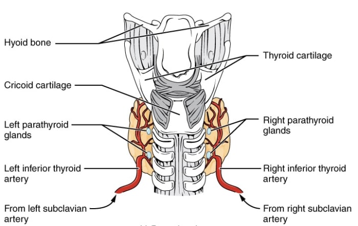 The thyroid gland (orange) and the parathyroid glands as viewed from the back of the body; the barred structure in the middle of the diagram is the back of the trachea