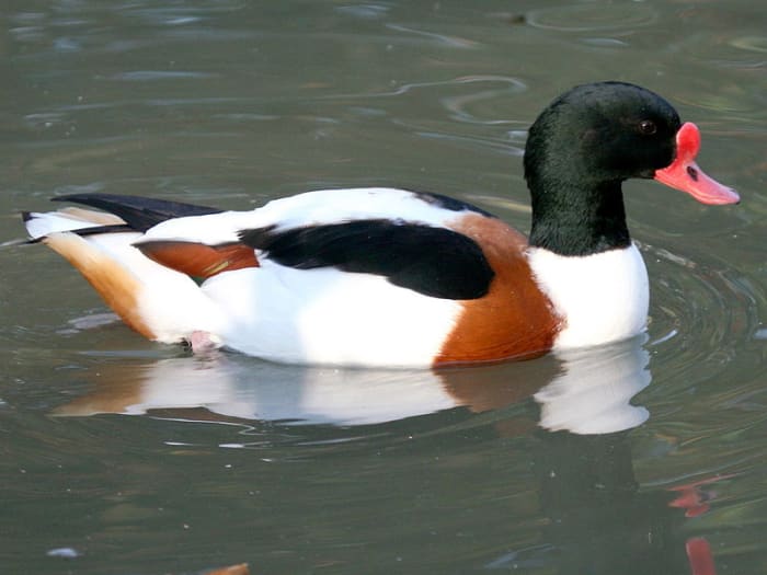 The adult male in full breeding plumage can be distinguished further by the knob at the top of his bill.