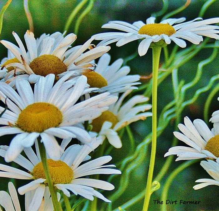 Because Montauk flower stems are long and sturdy, they're a popular choice for cutting gardens and floral arrangements.
