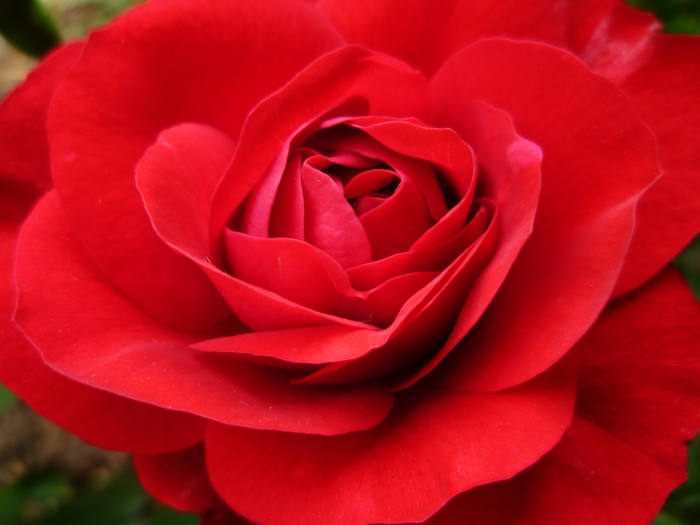 What to See and Do at The Texas Rose Festival in Tyler, Texas