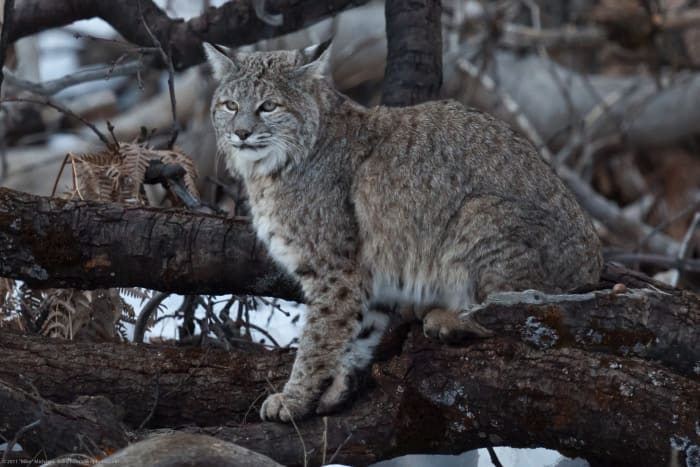 The bobcat is the most commonly known wildcat in North America. Here's one in Yosemite National Park.