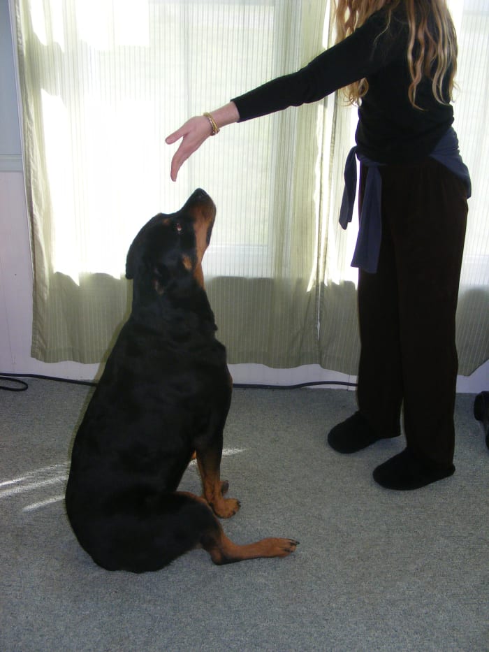 Sitting with the legs placed sideways rather than under may be a sign of a dog with trouble sitting.