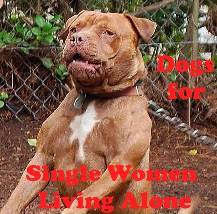 A pit bull may not be the best guard dog, but he certainly looks the part.