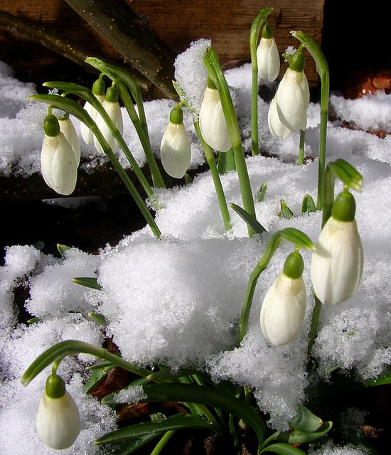At the end of a long, cold Winter, we all look for signs of Spring. I find a sign in snowdrops, and in Groundhog Day. Where do you see Spring springing up?
