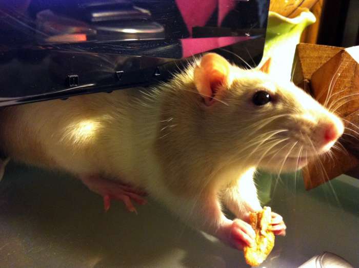 How to Safely Pick Up and Hold a Pet Rat PetHelpful By fellow