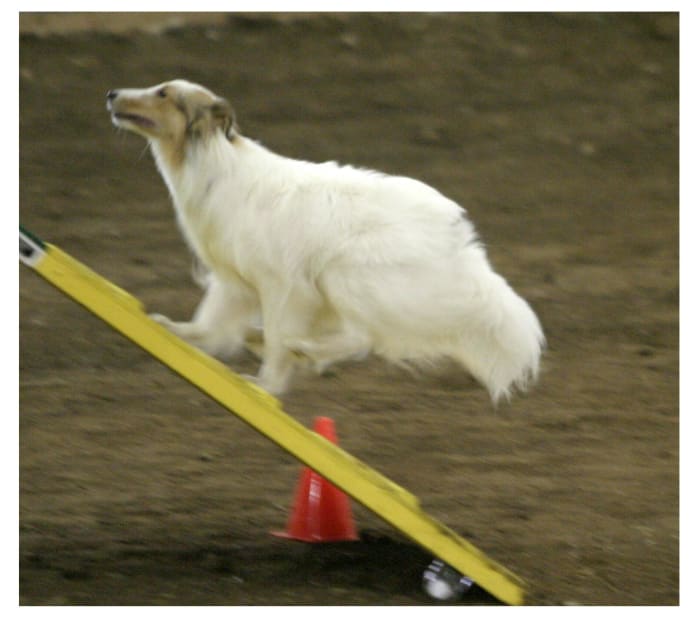 The author's sheltie, Jericho, charging with confidence up the A frame in the Novice (beginners) Class.