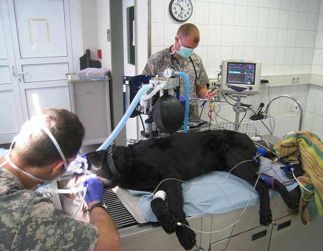 Part of good dog dental care is having your pet's teeth professionally cleaned.