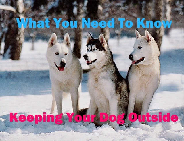 If you are planning on keeping your dog outside learn what he needs.
