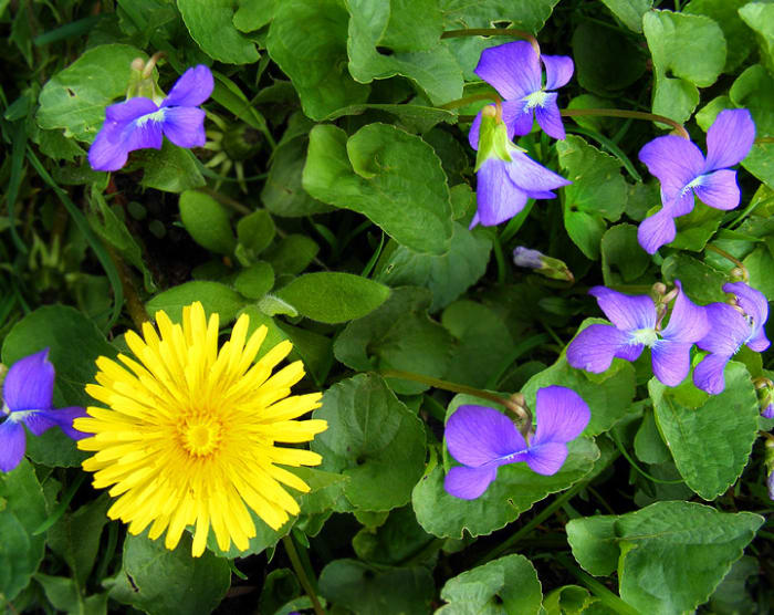 Discover a better use for these "weeds"—learn how to make a bath tea out of wild violets and dandelions with this easy recipe.