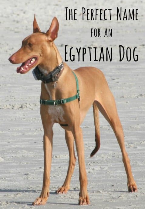 Ancient Egyptian Dog Names - PetHelpful