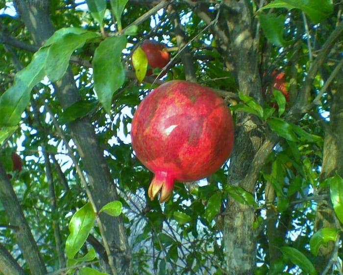 Here is a tasty-looking Pomegranate Wonderful, a nice backyard variety for the Southland.