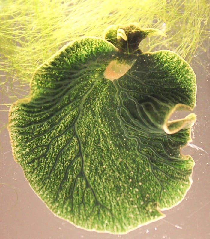 The eastern emerald elysia is green because it contains functional chloroplasts.