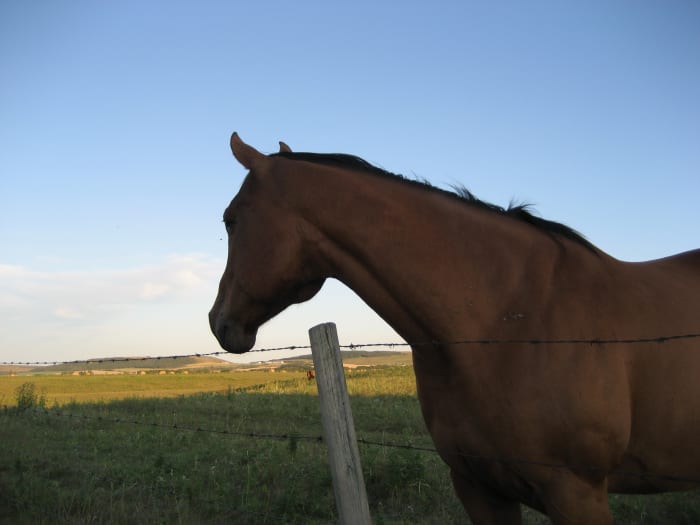 Riding bareback is fun, but not all horses are built for it. How do you handle it when your horse has a bony spine and high withers? Read on to find out.