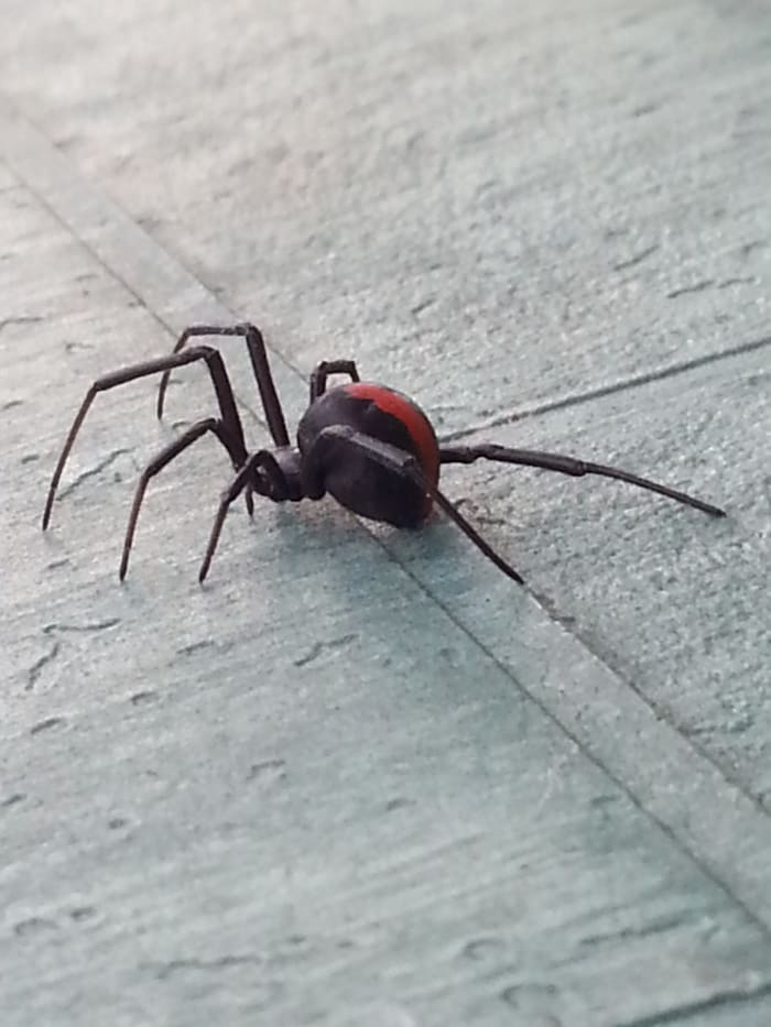 I Was Bitten By A Redback Spider 