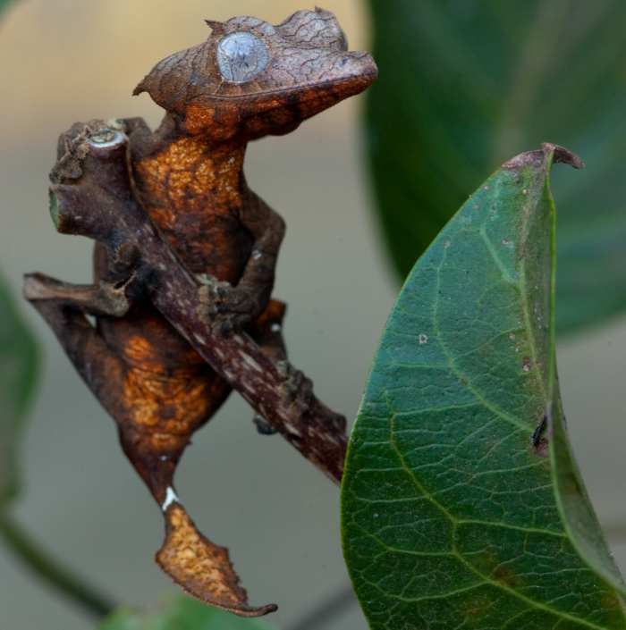Uroplatus ebenaui, one leaf-tailed species.