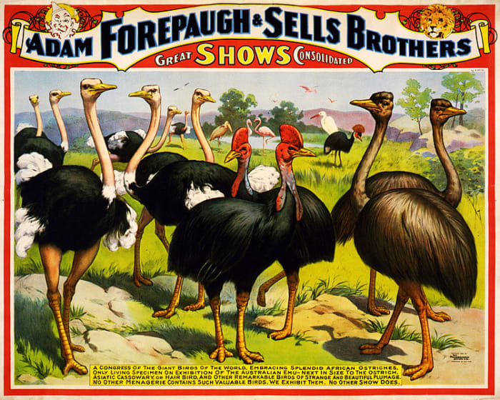 A couple of centuries ago, these African birds were considered so exotic and strange that they were regularly 'exhibited' at travelling fairs, alongside the 'freak' shows' and 'amazing wonders' type of entertainments popular at the time.