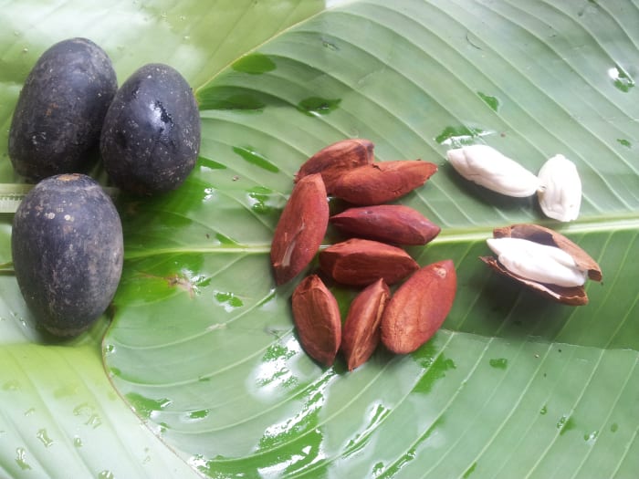 Fresh galip nuts with outer dark purple-black pith, the kernel with brown covering and the edible yellowish-while nut inside