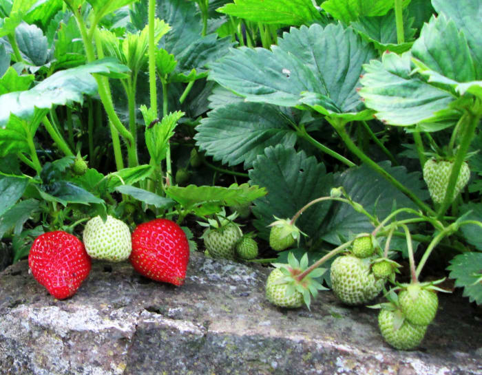 How to Grow Strawberries in Containers, Hanging Baskets or