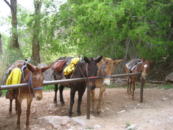 Some horses (and mules) are simply stubborn or lazy, refusing to go forward (sometimes in the face of significant persuasion).