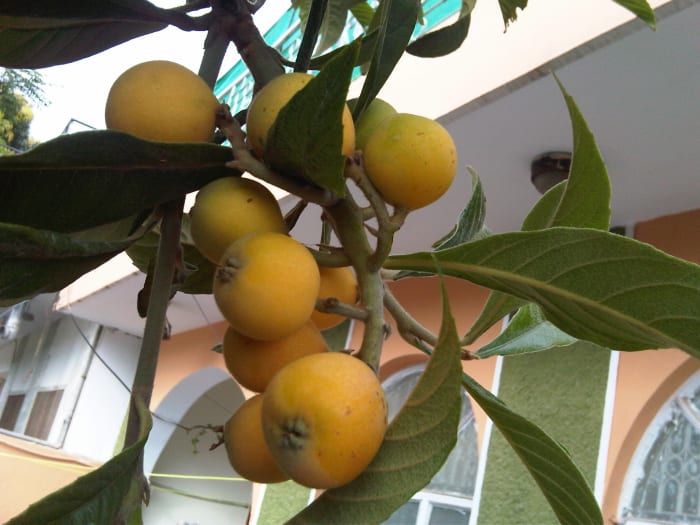 loquat-tropical-fruit